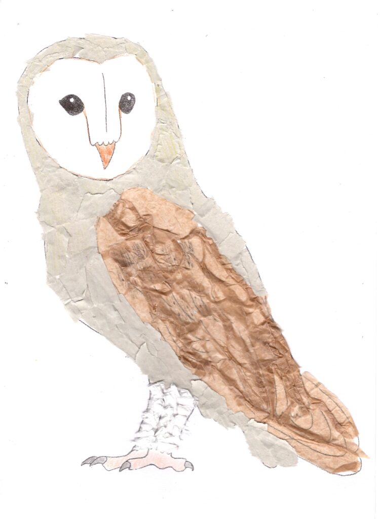 White background. Barn Owl collage made with white and brown paper.